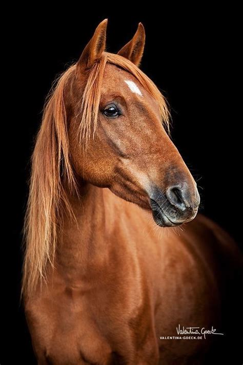 picture of a palomino|21 Palomino Horse Facts with Tons of Pictures!